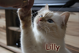 Lilly